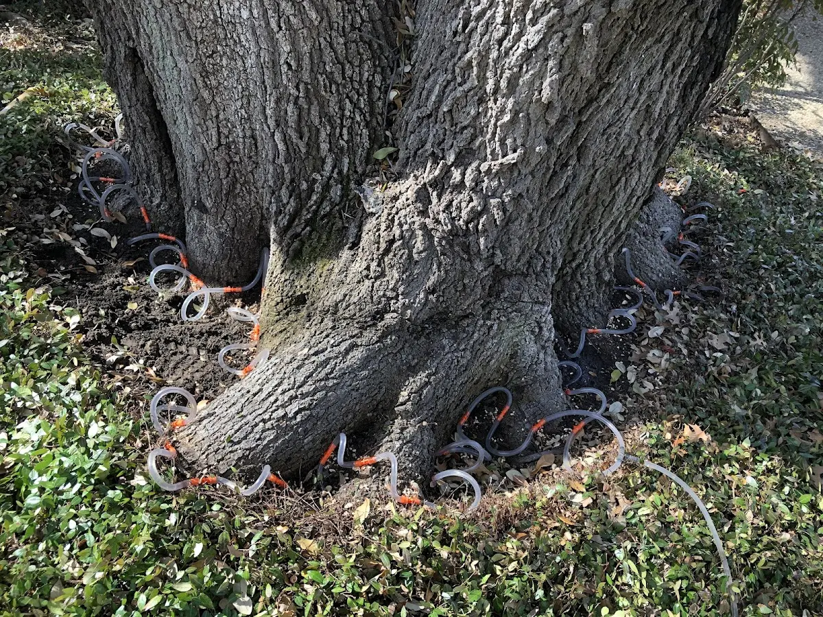 Detailed Tree Cabling and Bracing job site in Aplington