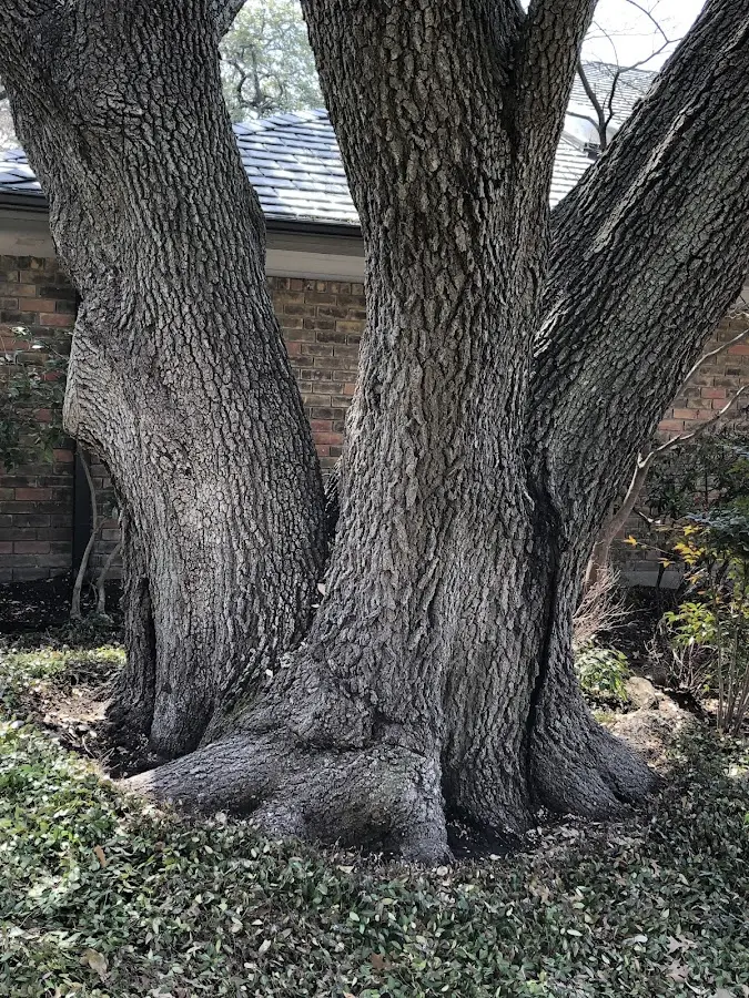 Mature heritage tree close to a Aplington property cared for by certified arborists